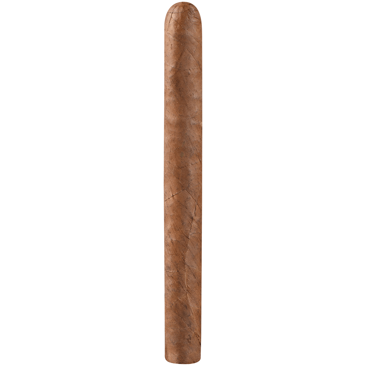 Everyday Sweet Churchill 20 Ct. Bundle 7.00X52