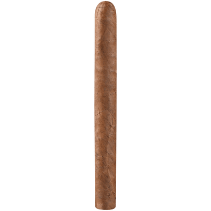 Everyday Sweet Churchill 20 Ct. Bundle 7.00X52